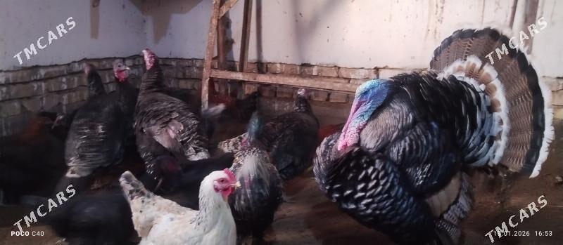 induklar - Шабатский этрап - img 1