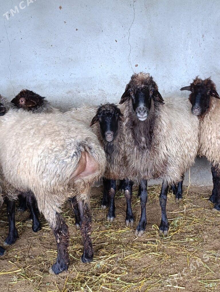 öweç - Bäherden - img 1