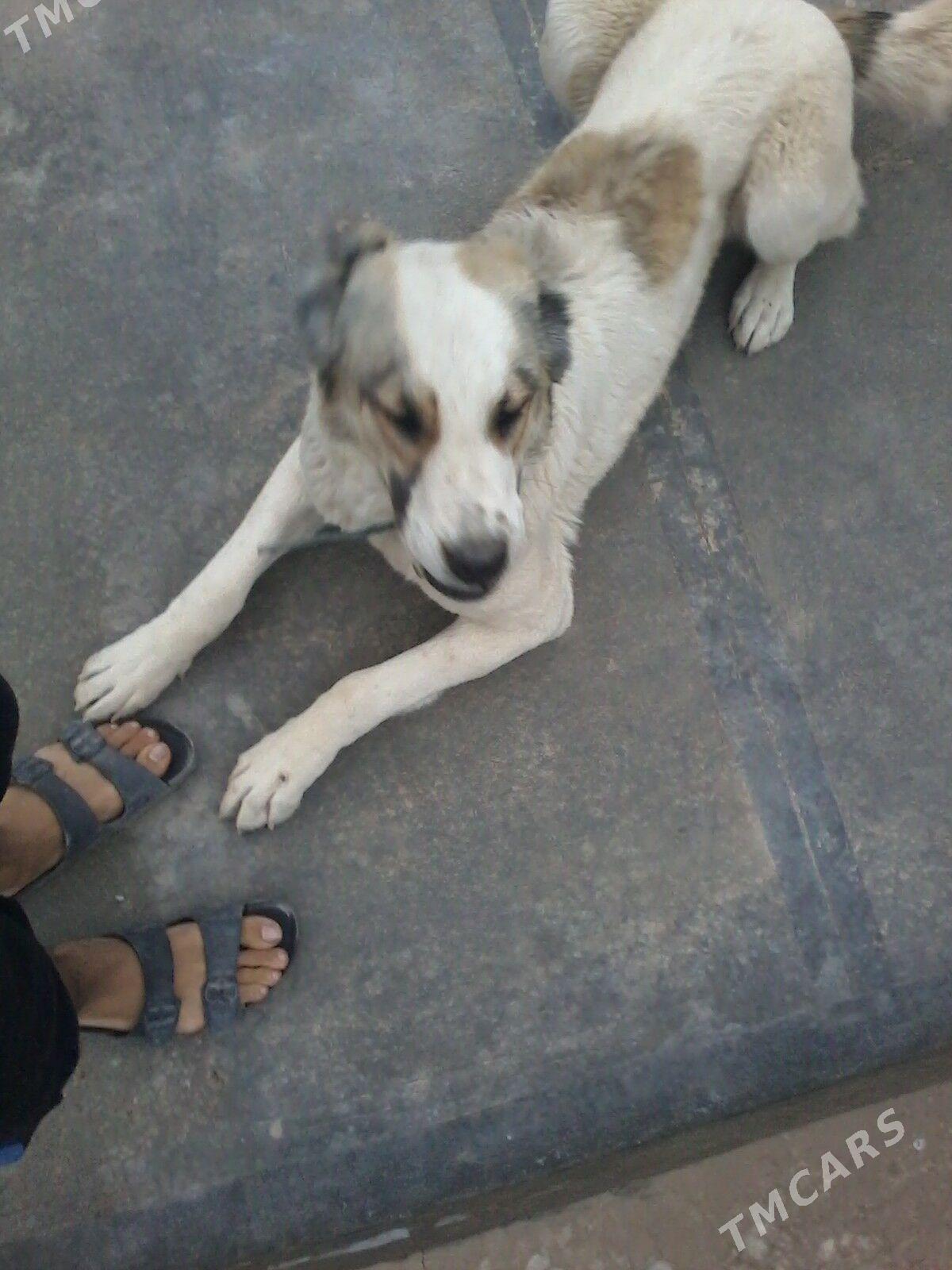 marta guduzov - Чарджоу - img 1