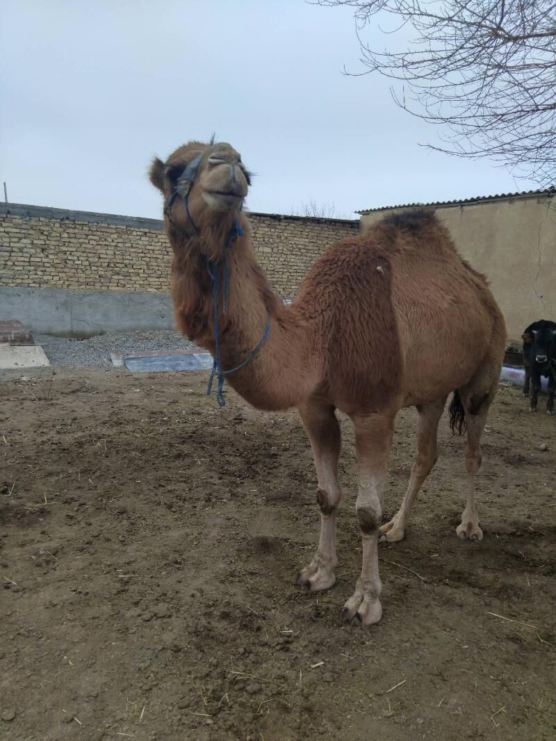 Kosekli Duye - Гызыларбат - img 1