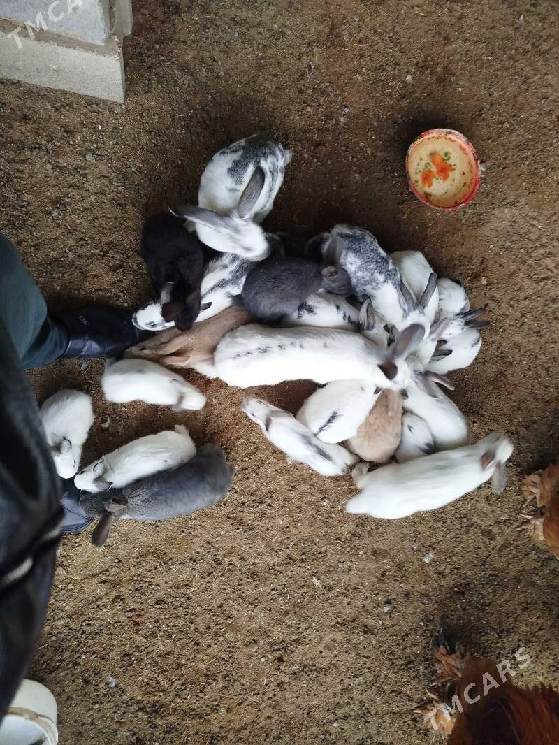 Welikan towşan - Херрикгала - img 1