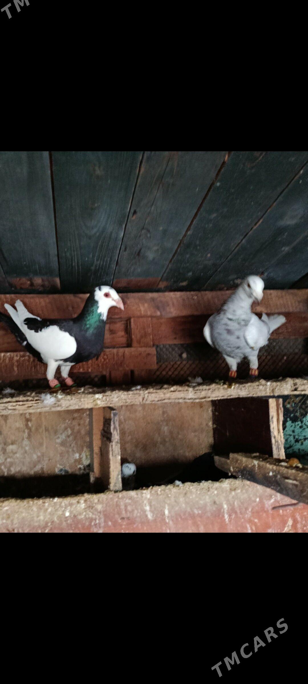 паштоп кепдери - Рухабат (90-й разьезд) - img 1