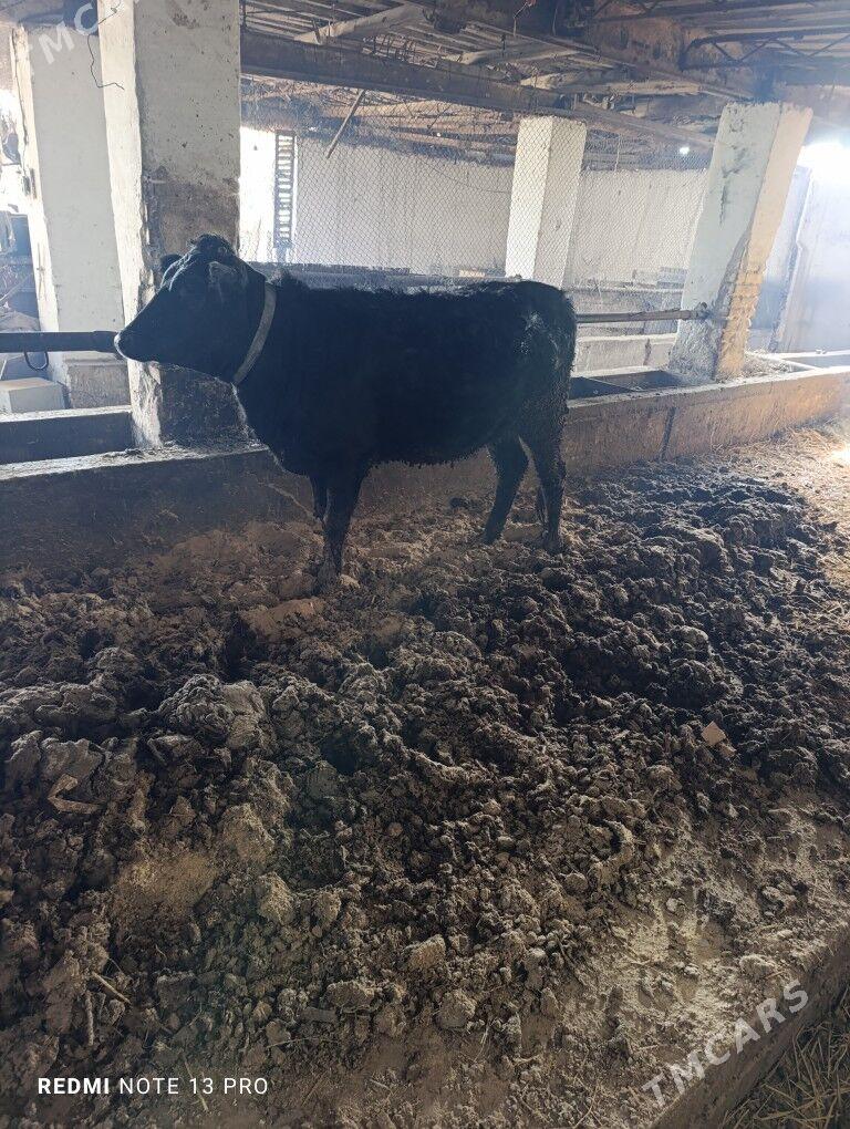 unajyn - Türkmenabat - img 1