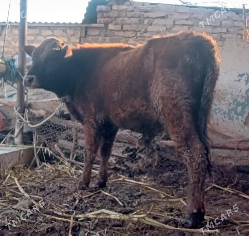 Öküzçe. - Dänew - img 1