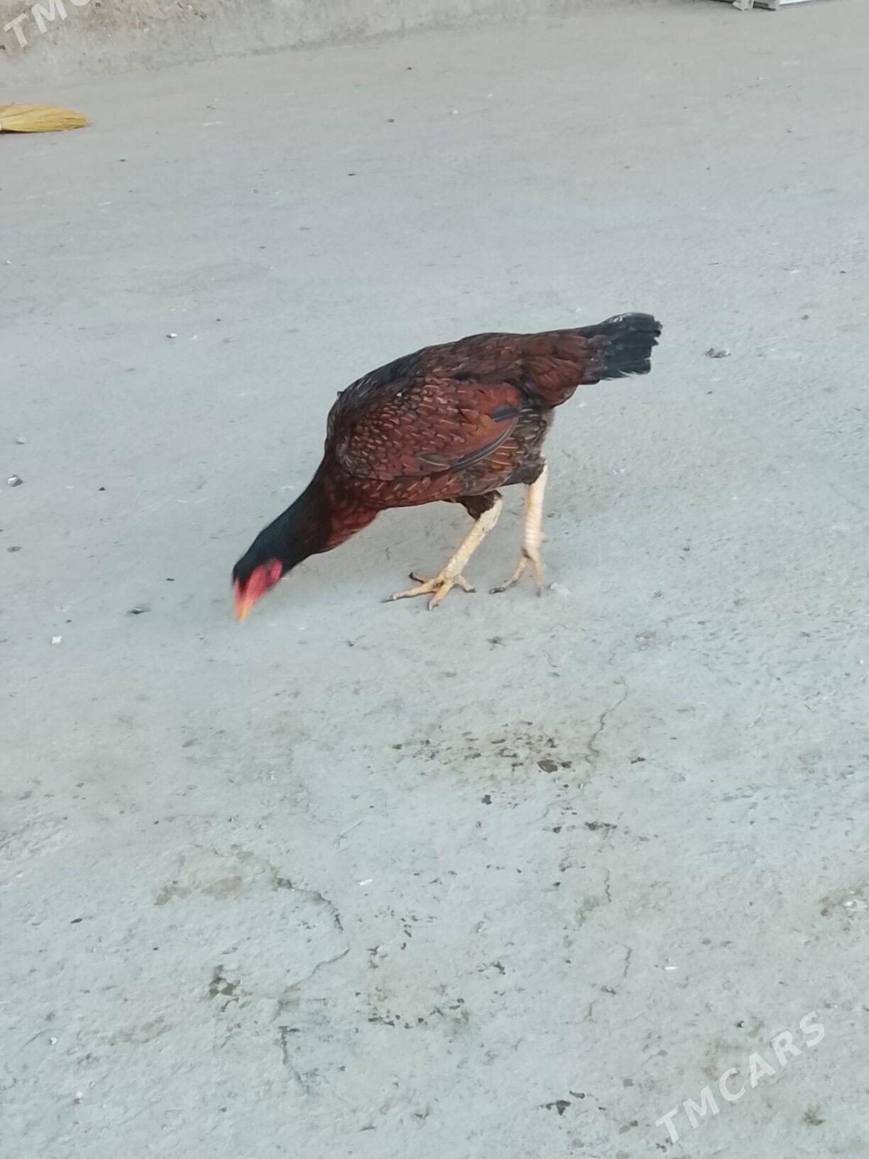 baýsow towuk - Чарджоу - img 1