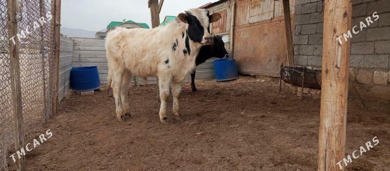 Öküz gacar - Балканабат - img 1