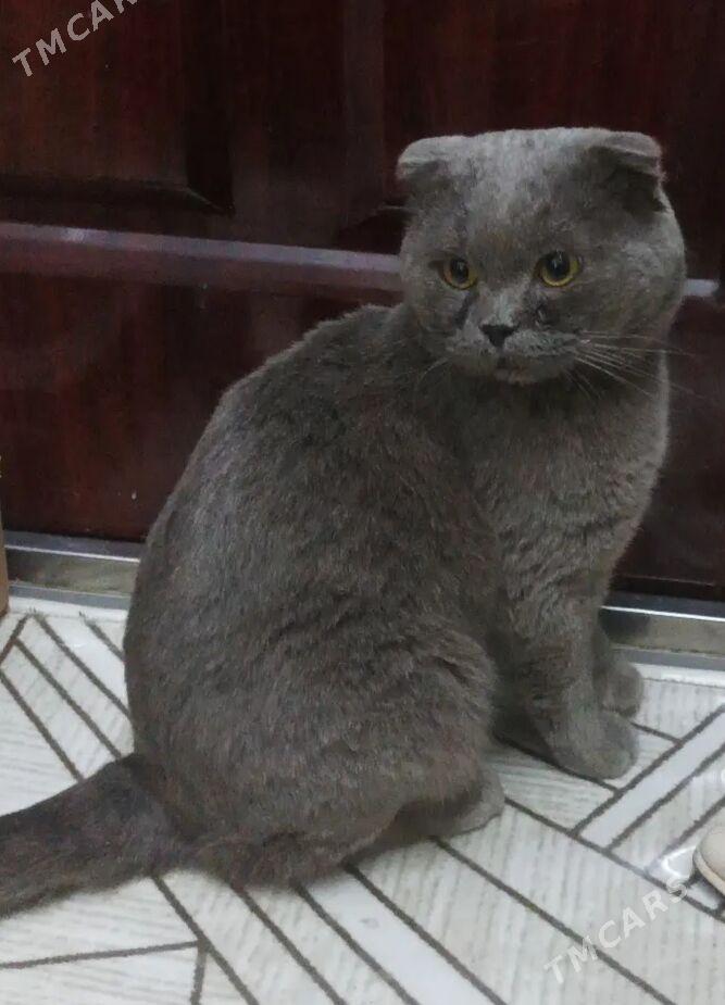 шотландец - Балканабат - img 1