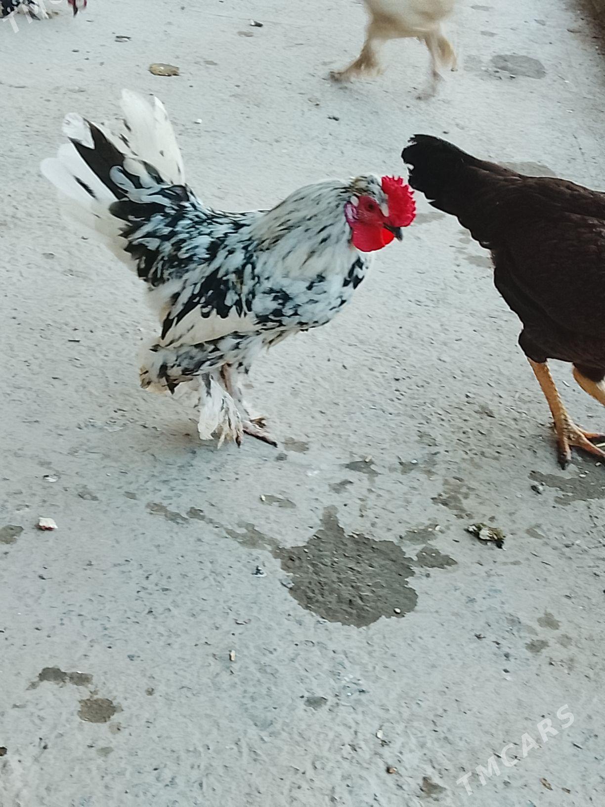 karlik - Чарджоу - img 1