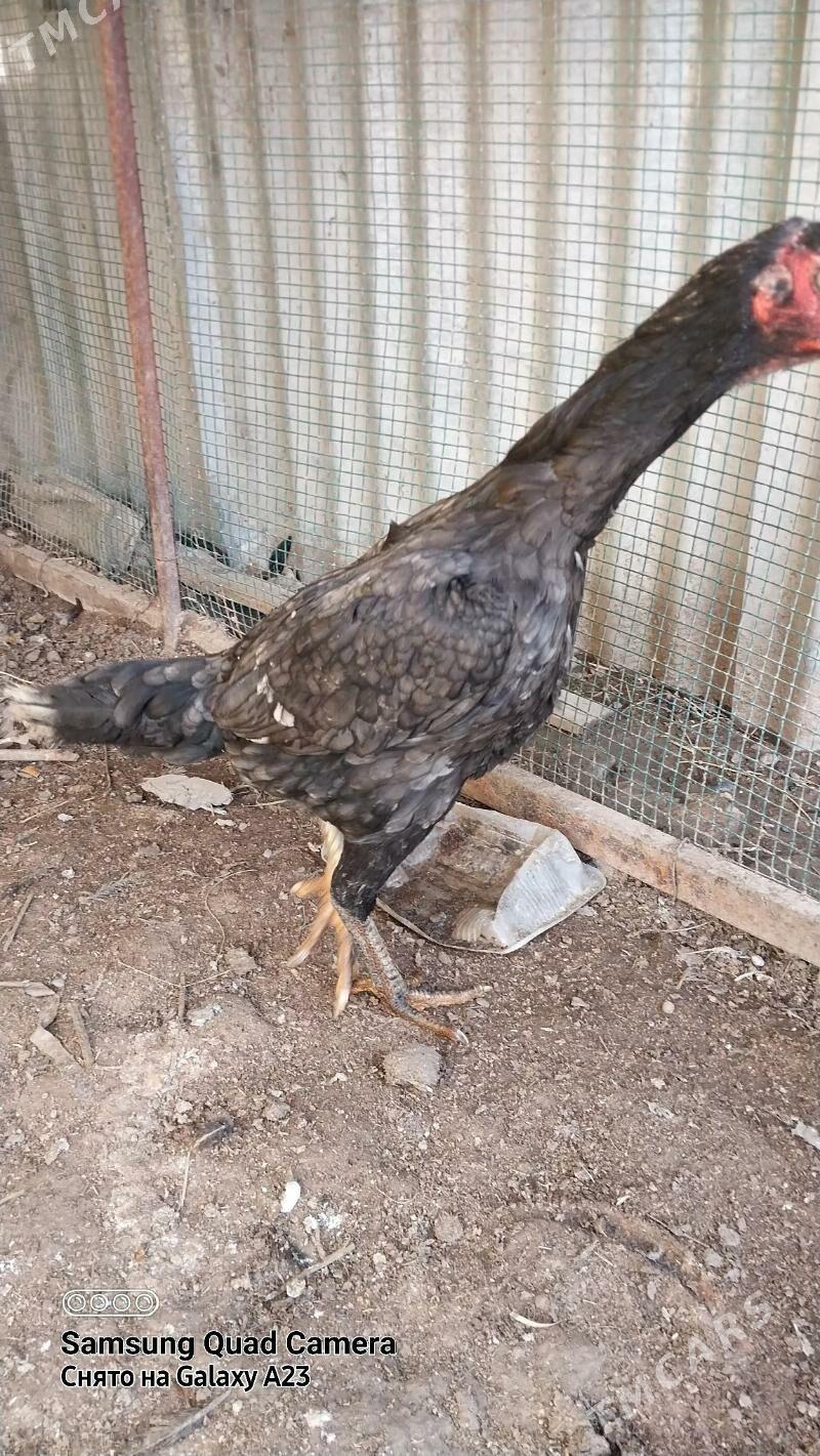 Towuk - Çärjew - img 1