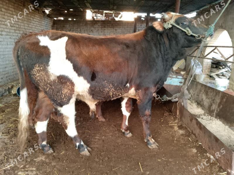 Okuzler - Туркменабат - img 1