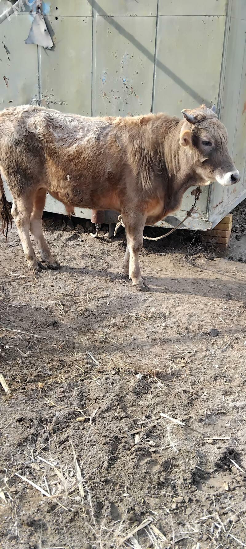 Öküzler - Туркменабат - img 1