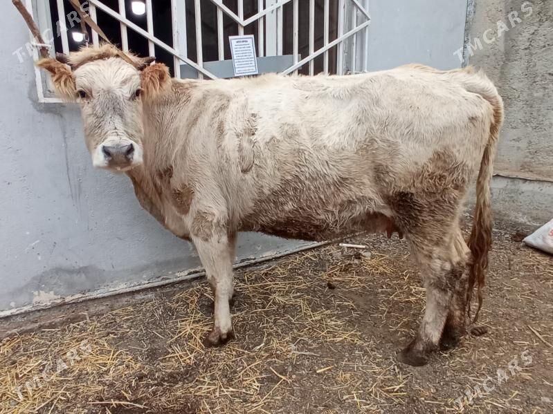 Boğaz sygyr - Чоганлы - img 1