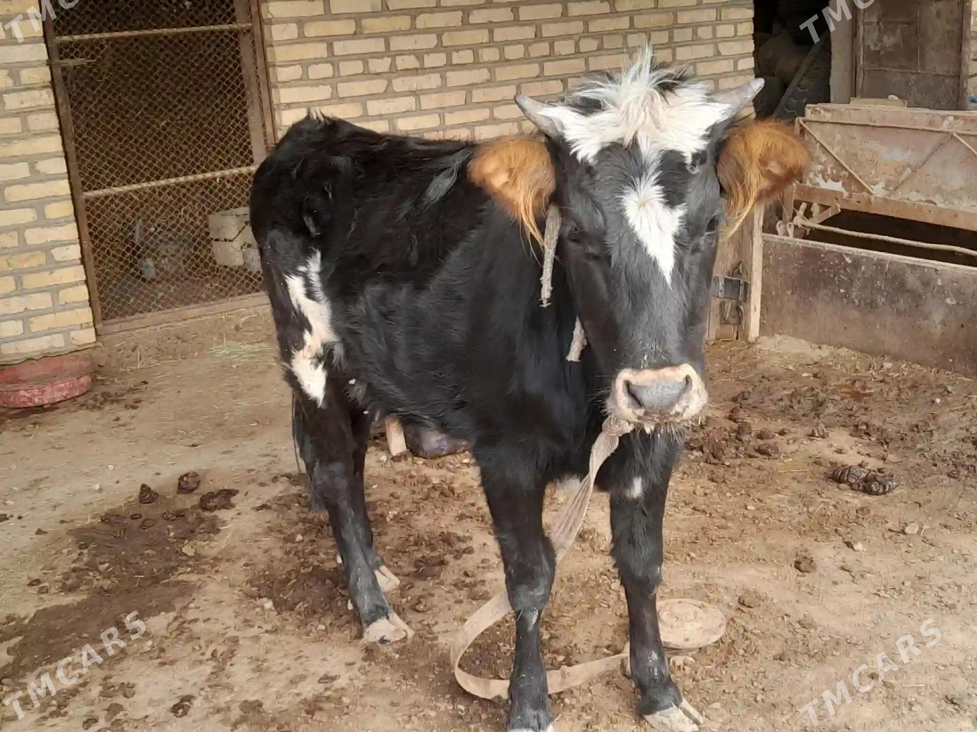 gulajyn - Мургап - img 1