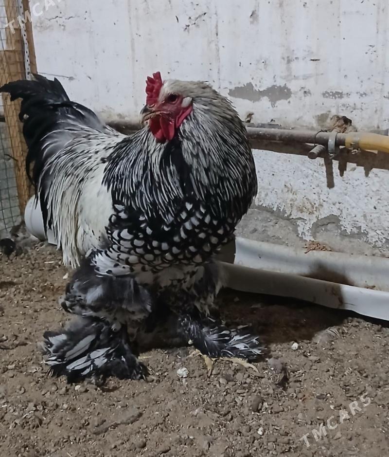 brama - Байрамали - img 1