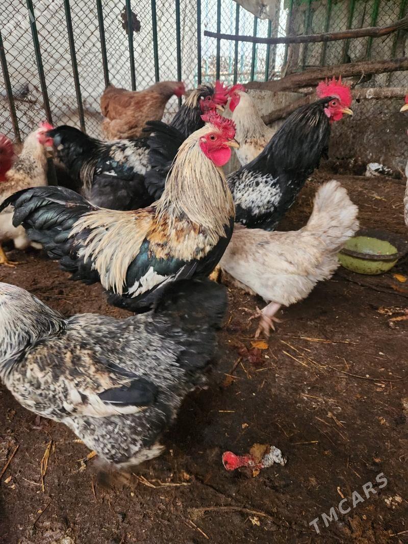 Broy Towuk Horaz - Täze zaman - img 1