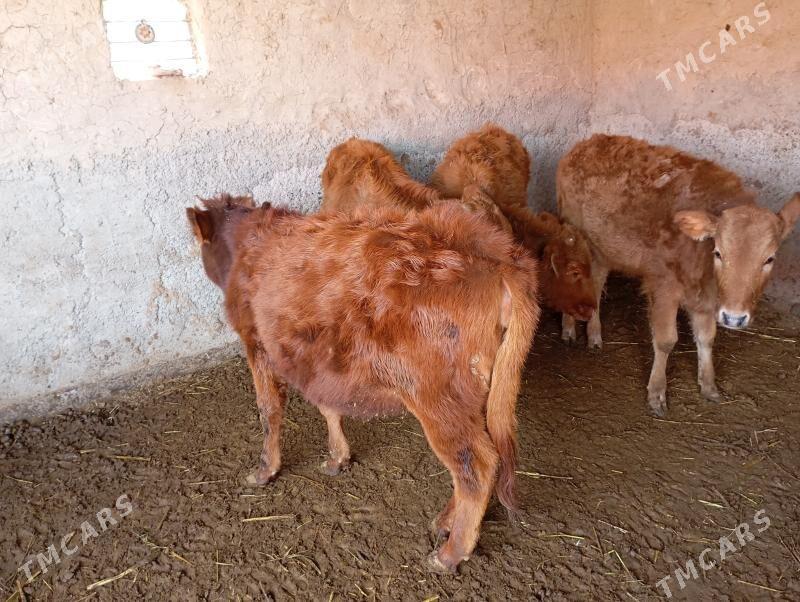 gulajynlar - Mary - img 1