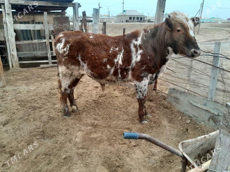 Öküz - Эсенгулы - img 1