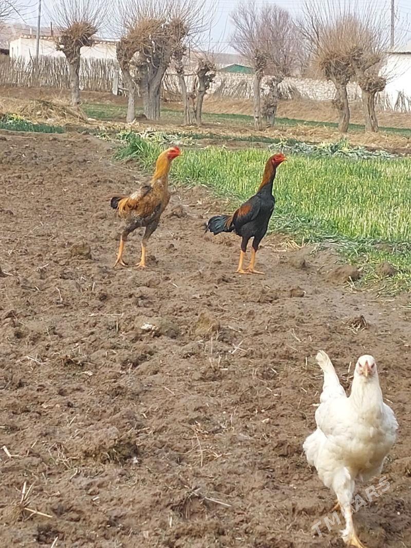 Horaz - Dostluk - img 1