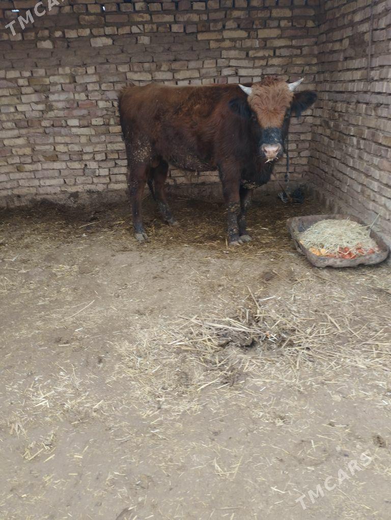 okiz - Babadaýhan - img 1