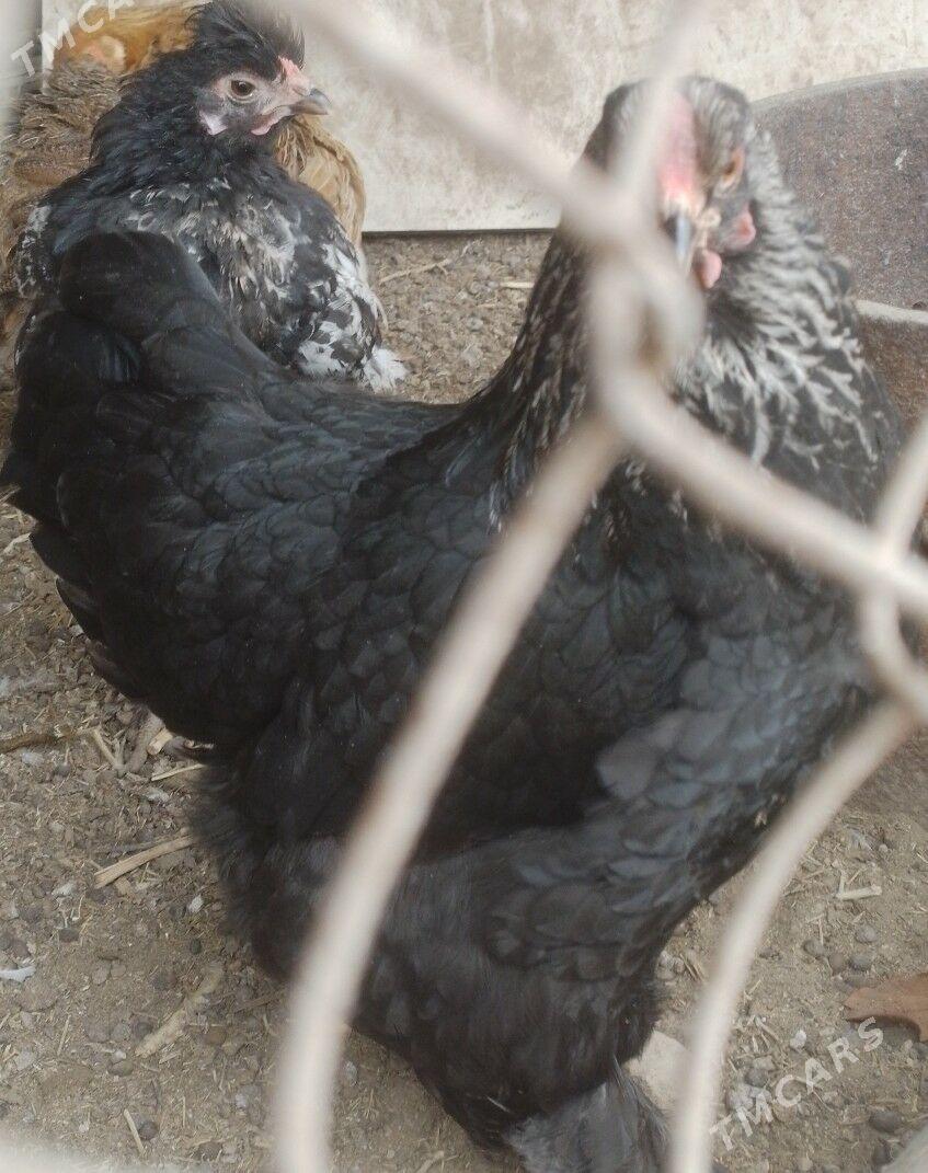 Towyk - Гызыларбат - img 1