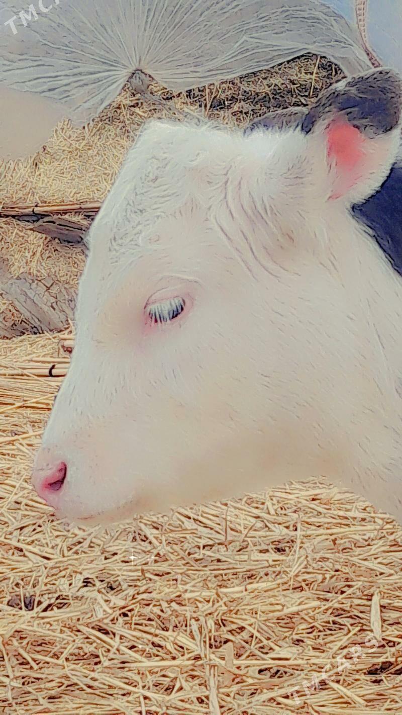 smental öküz - Murgap - img 1