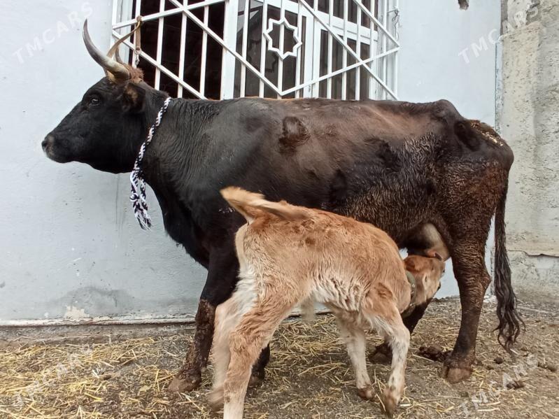 GÖLELİ SYGYR - Чоганлы - img 1