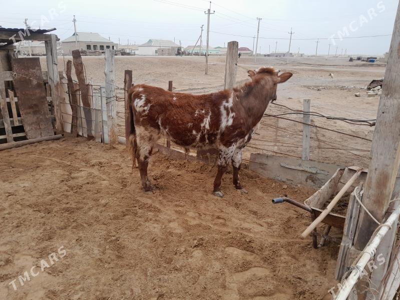 Öküz - Эсенгулы - img 1