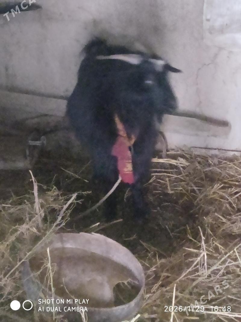 geci - Кёнеургенч - img 1