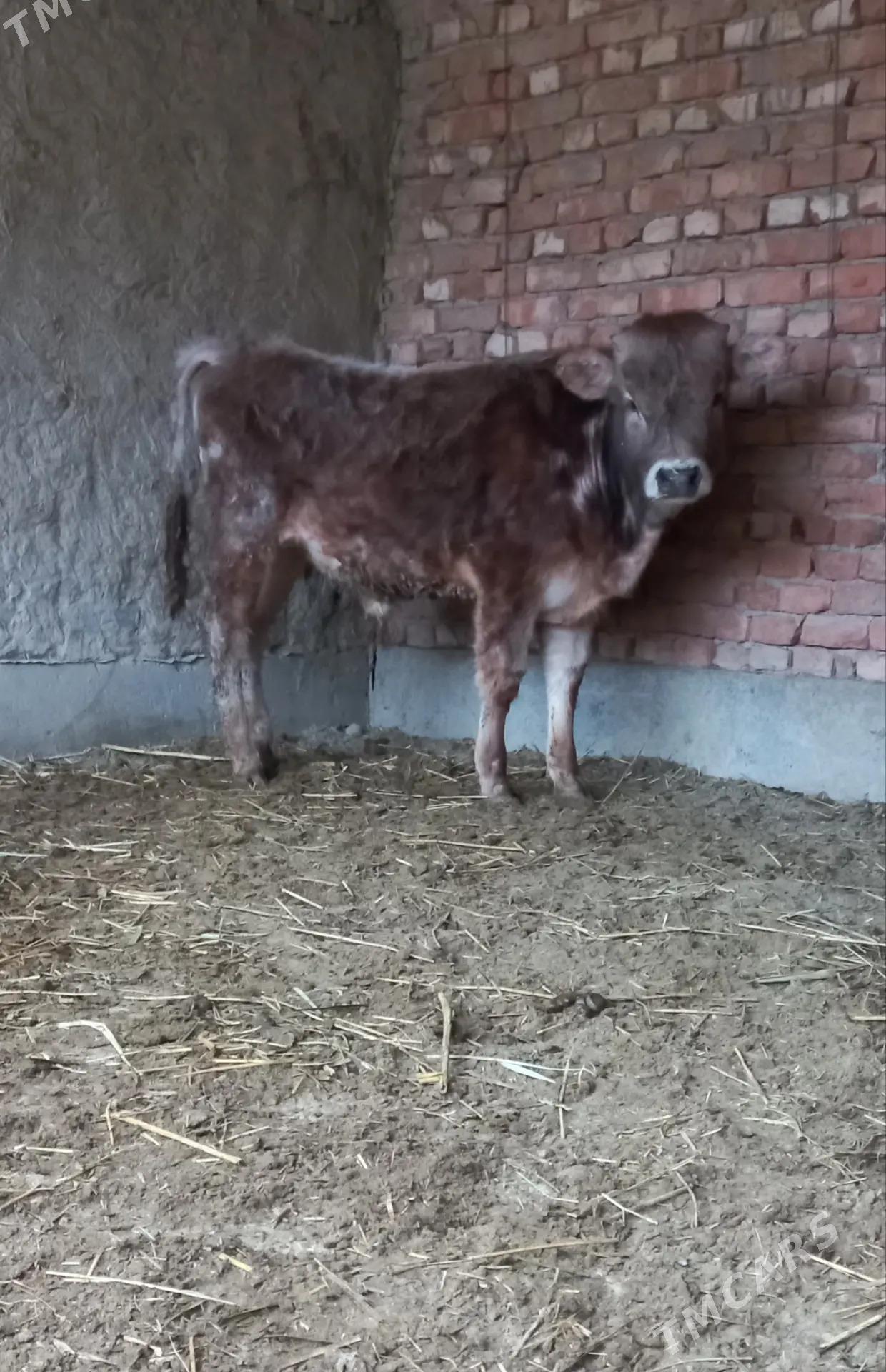 okuz - Бахарден - img 1