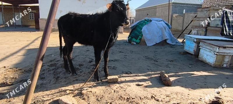 Gulajun - Мары - img 1