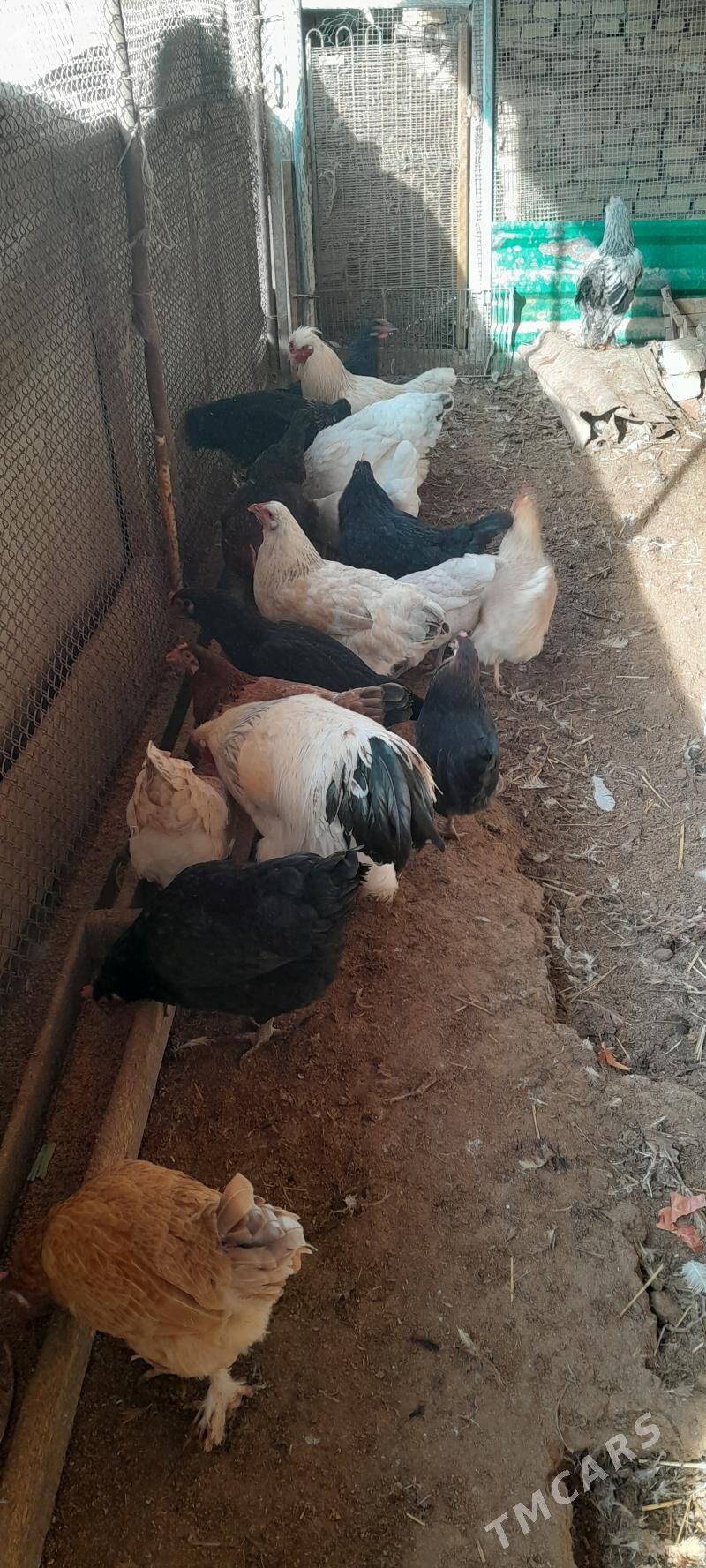 товук - Туркменабат - img 1