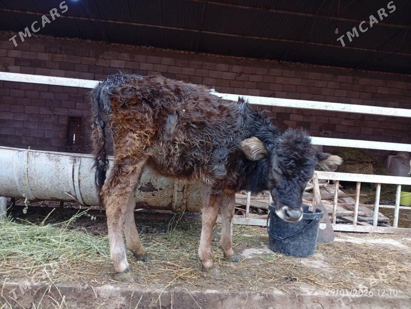 Şwes tuwe - Херрикгала - img 1