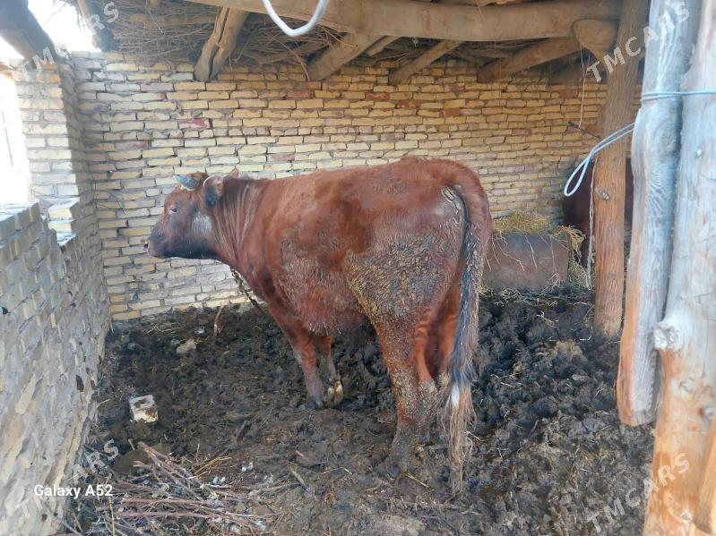 ökuz - Дянев - img 1