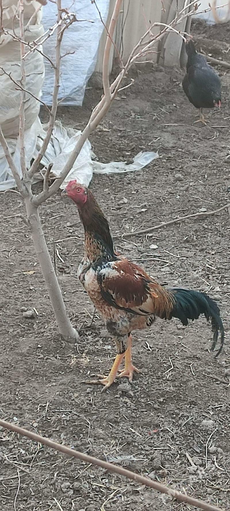 juje - Чарджоу - img 1