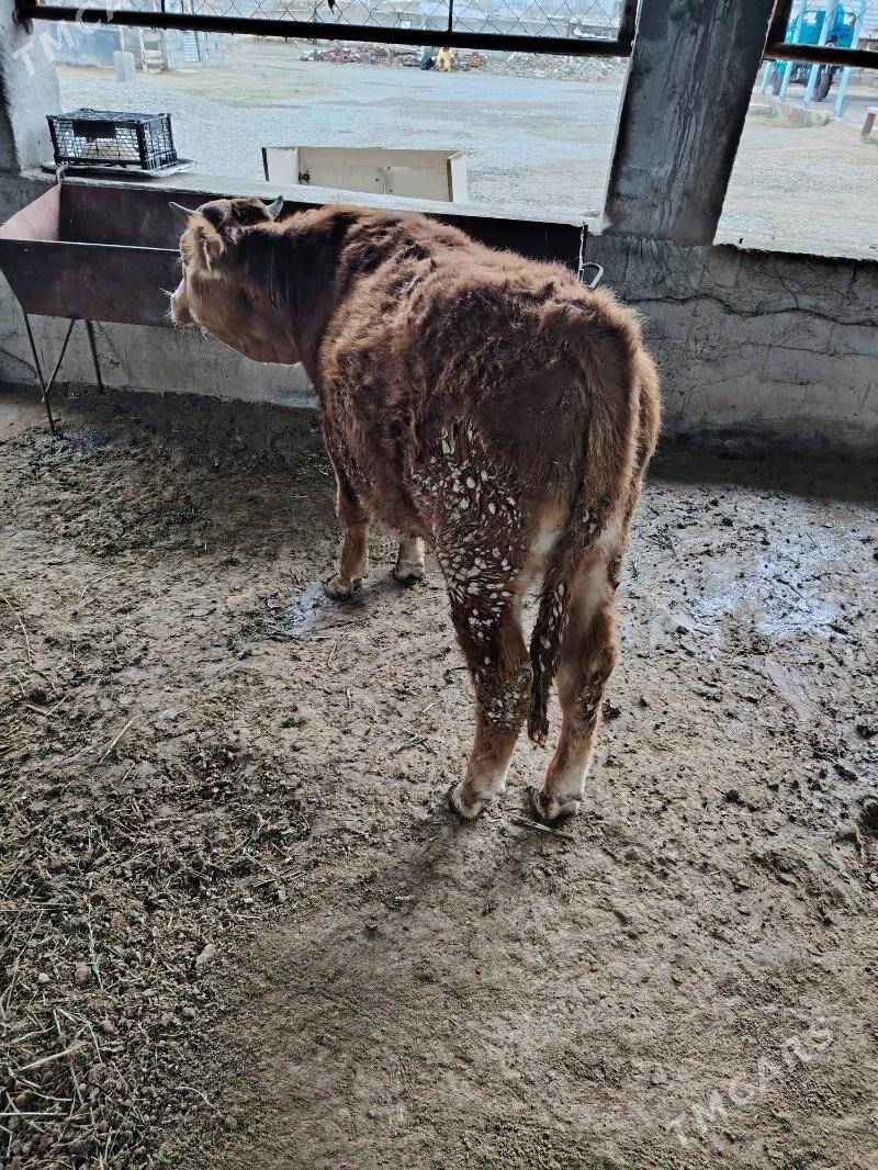 Okuz - Бахарден - img 1