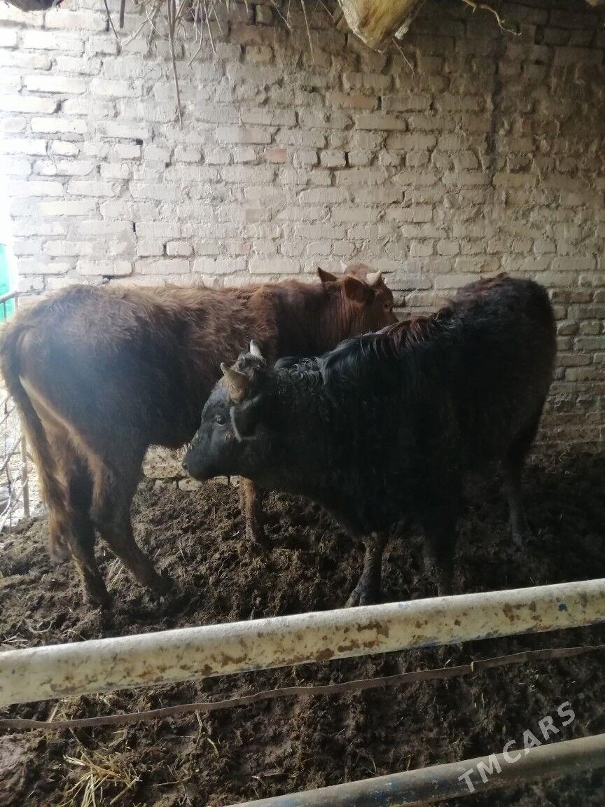 Окуз - Sakar - img 1