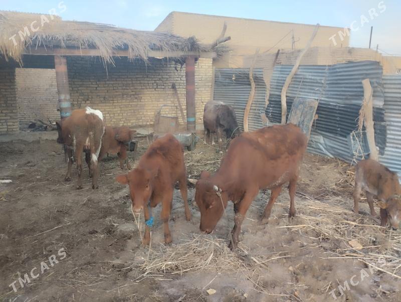 saglyk sygyrlar - Farap - img 1