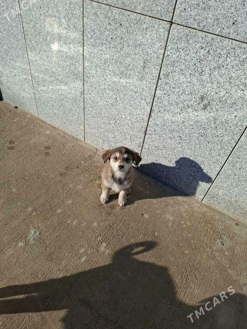 Gujik - Анев - img 1