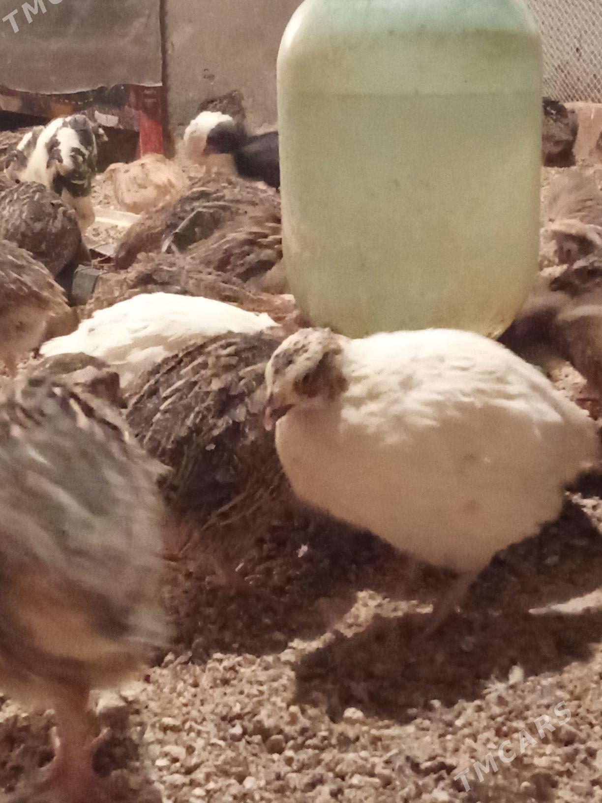 bebene - Багир - img 1