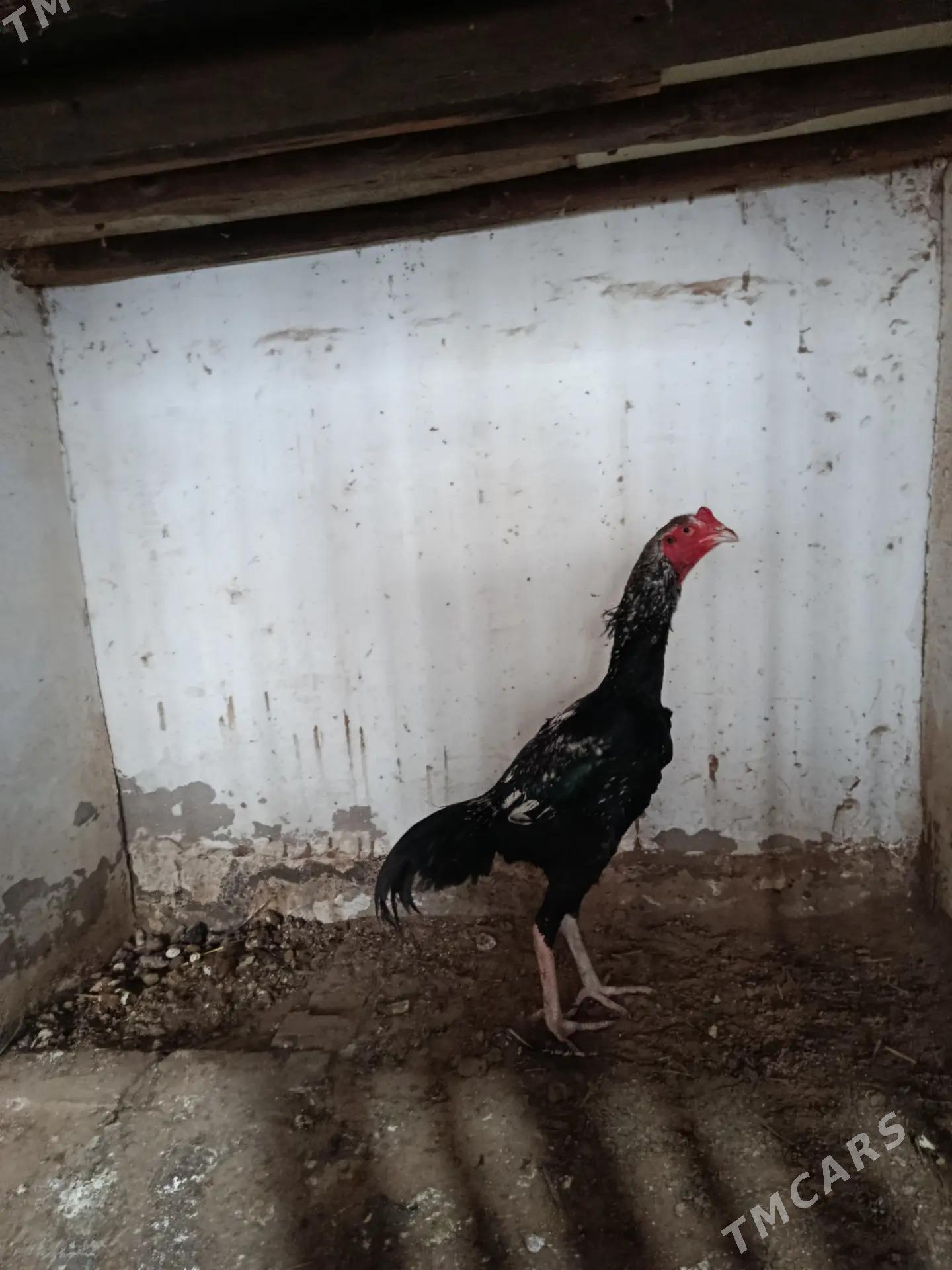 horaz - Чарджоу - img 1