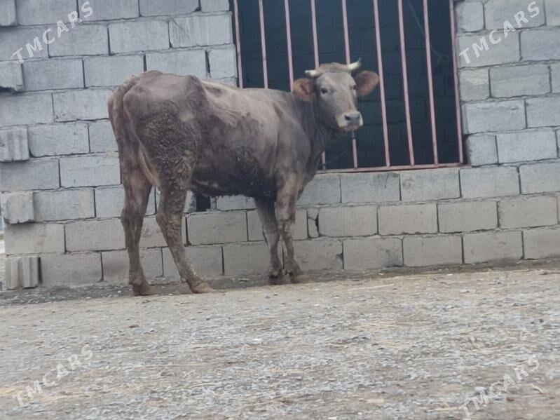 GOLELİ SYGYR - Гёкдепе - img 1