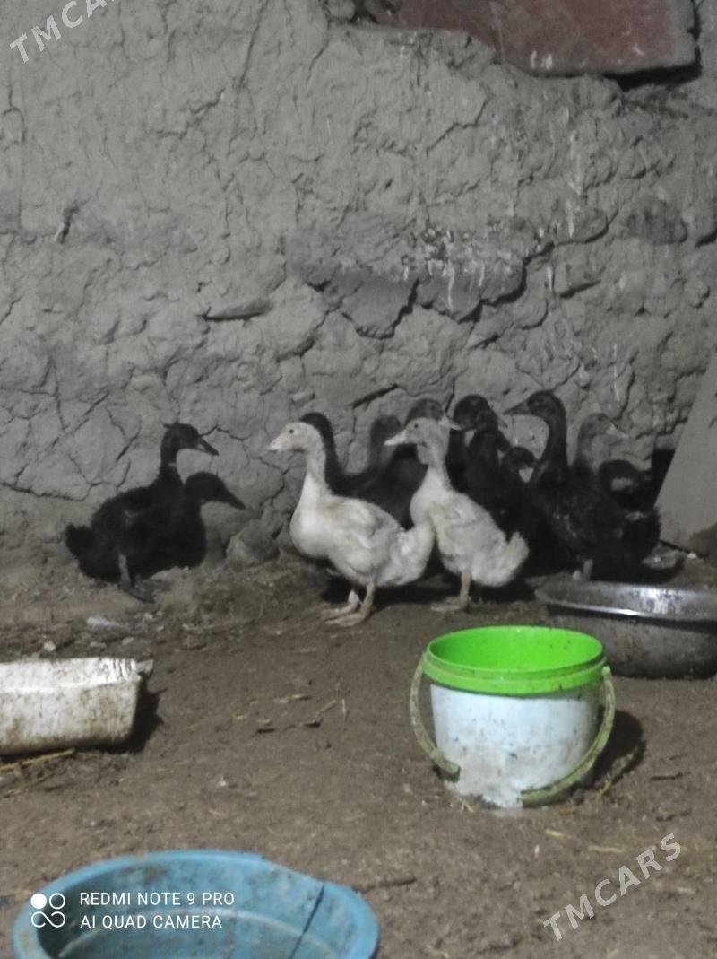 Ordek - Бахарден - img 1