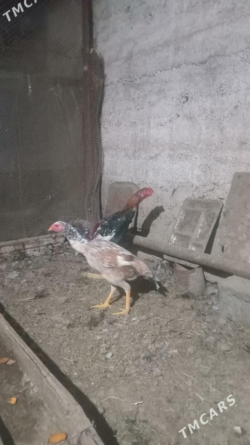 Horaz juje - Ашхабад - img 1