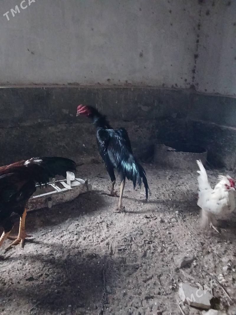 horazlar - Türkmenabat - img 1