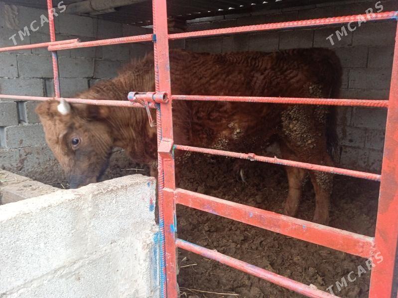 öküz okuz - Gypjak - img 1