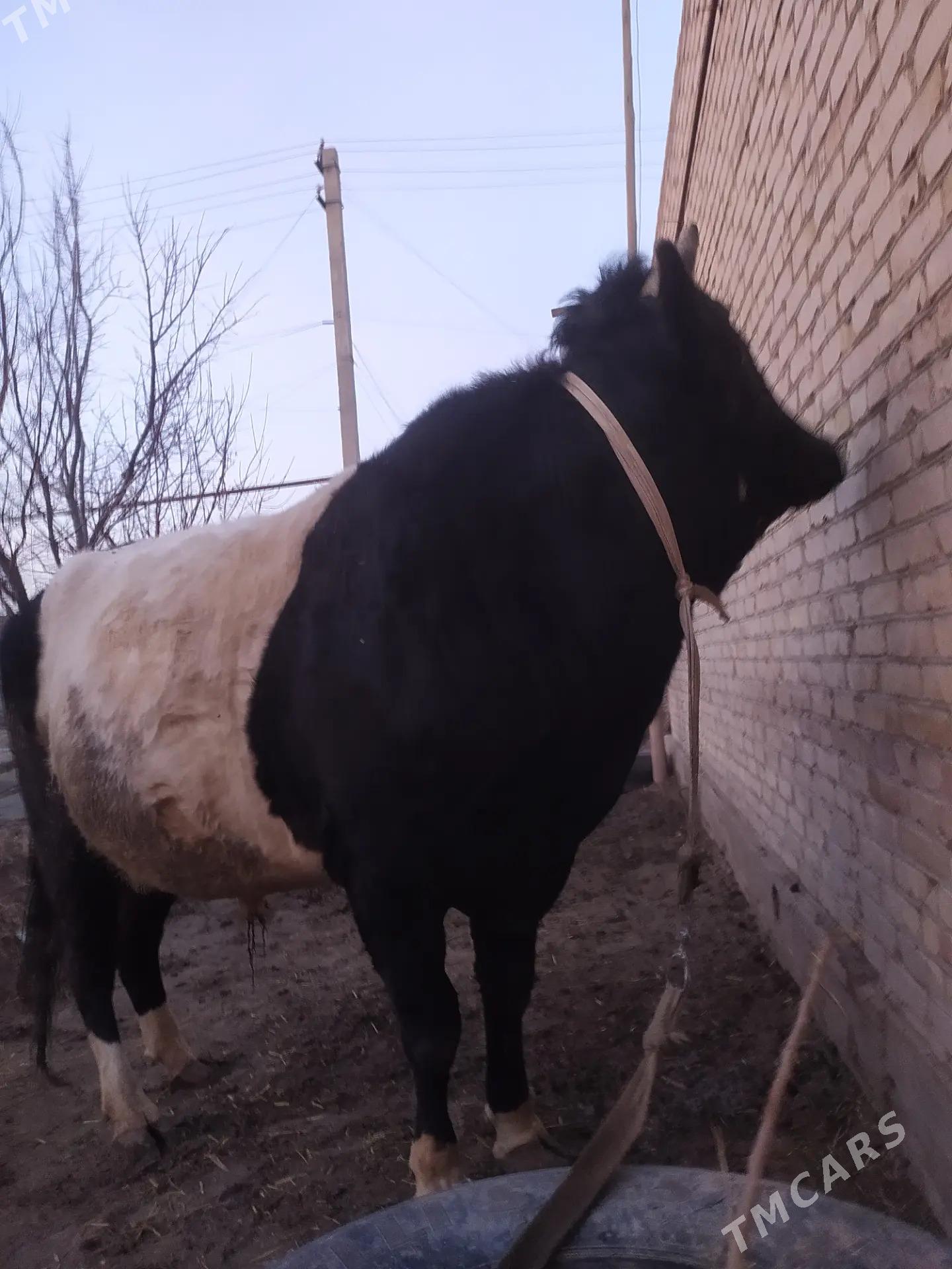 öküz - Фарап - img 1