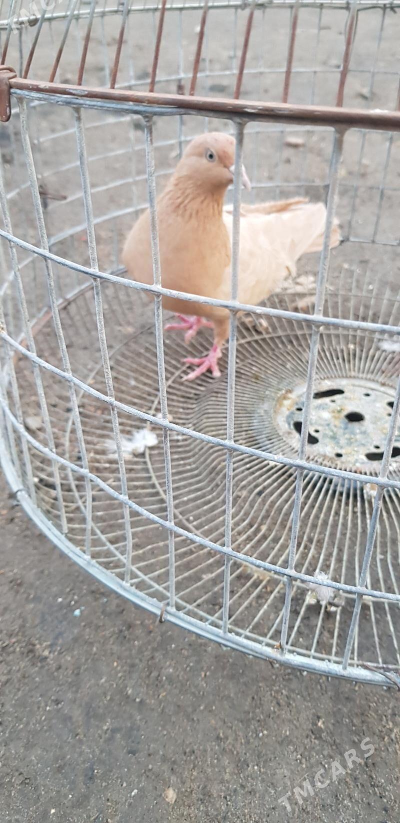 kepder - Туркменабат - img 1