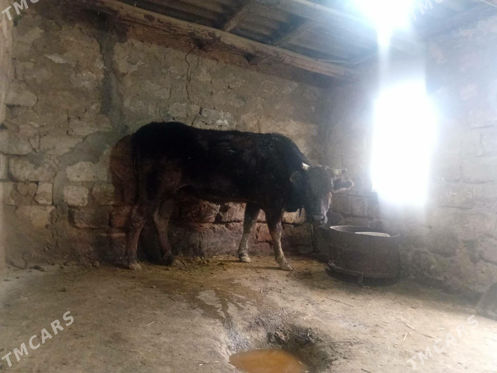 sygyr - Gyzylarbat - img 1