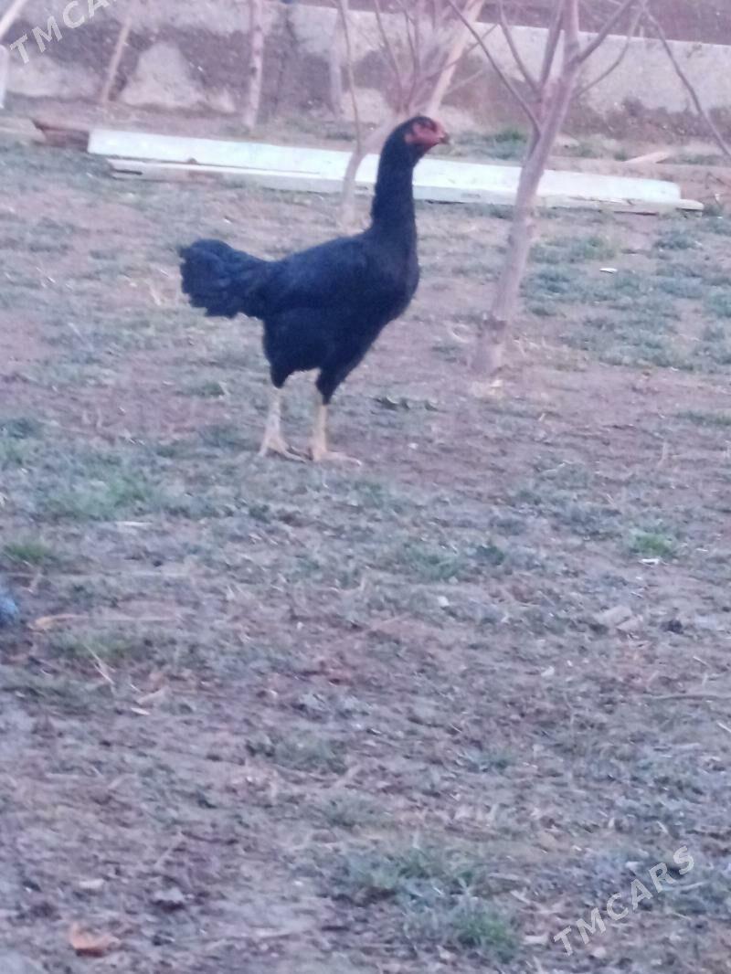 Maki - Çärjew - img 1