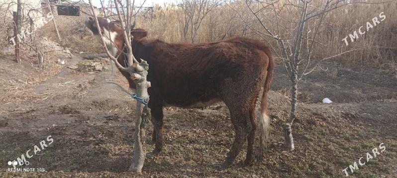 unajyn - Туркменабат - img 1